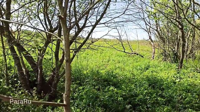 Fucking mature in nature doggy style