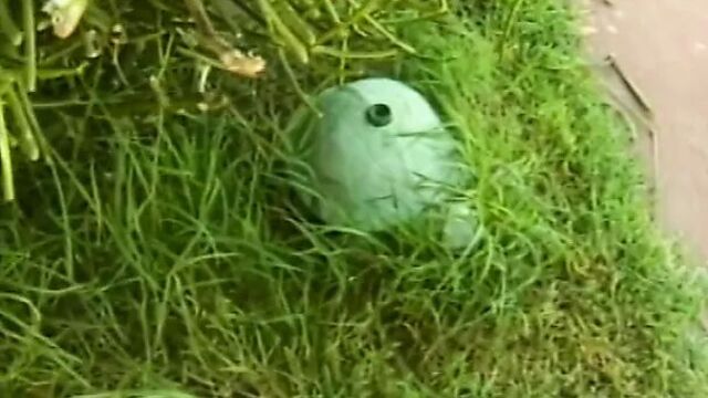 Horny babe spreads her legs wide and gets her wet cunt licked