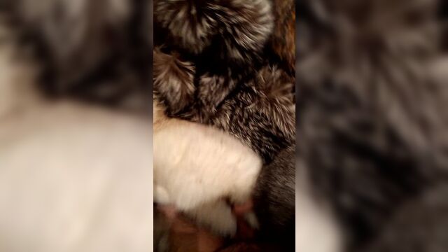 Fur fetish